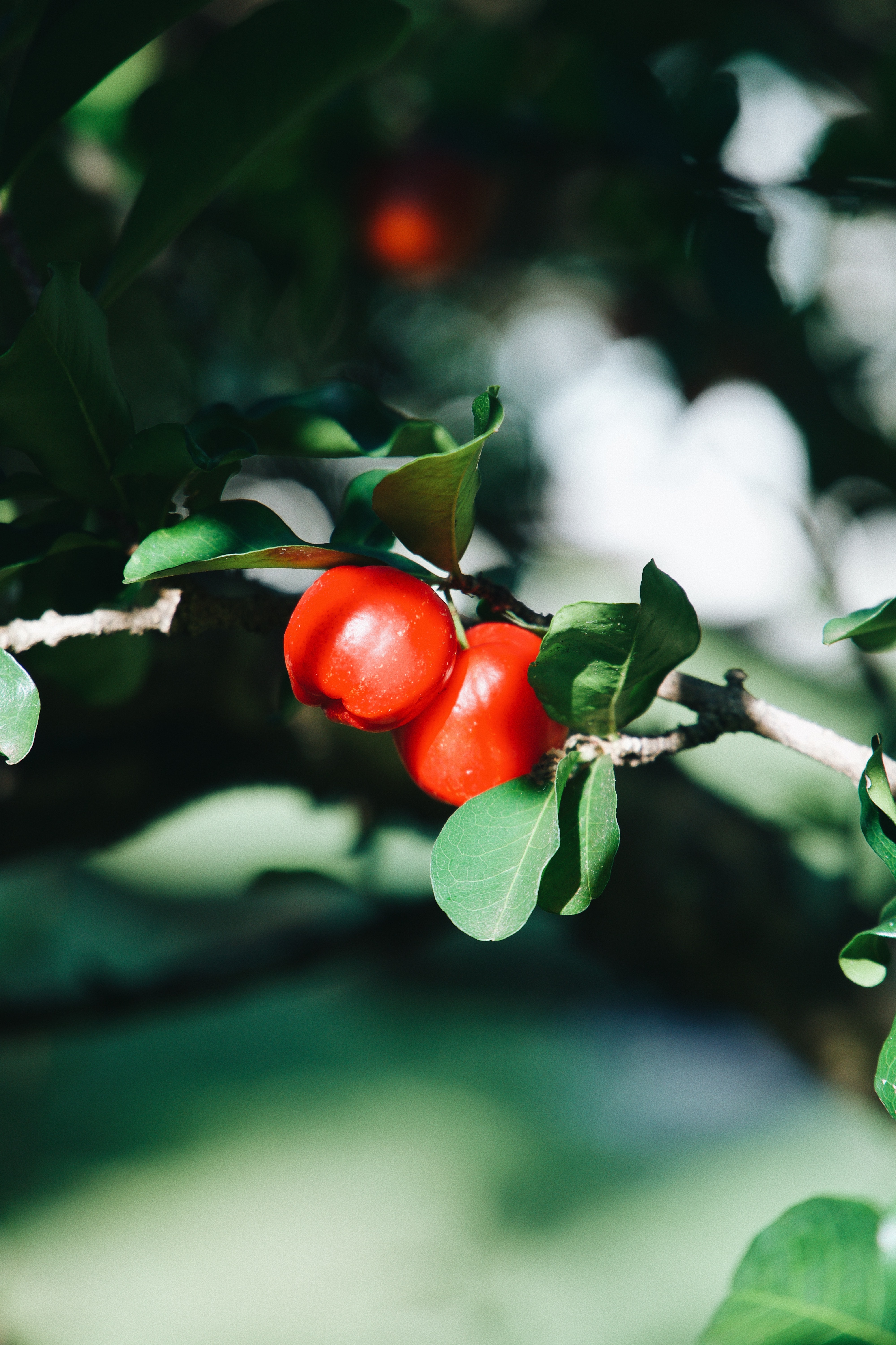 acerola
